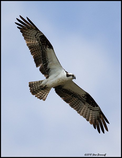 _0SB9300 ospreay.jpg